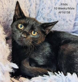 Finn -  Domestic Short Hair Cat for Adoption - Finn | PetCurious