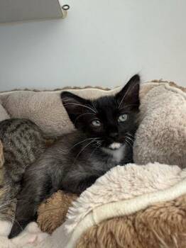 Ipu (bonded w/ Tapuk) -  Domestic Short Hair Cat for Adoption in Oakland, California - Ipu (bonded W/ Tapuk) | PetCurious