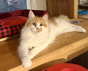 Domestic Long Hair Cats Available for Adoption - Princess Floof | PetCurious