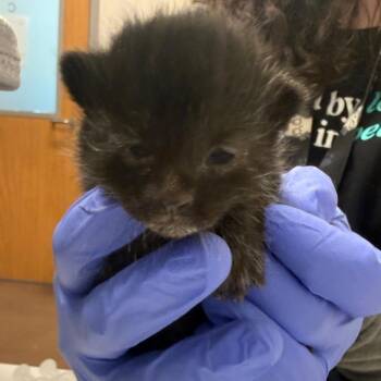 Cynthia Brisby -  Domestic Short Hair Cat for Adoption in Chattanooga, Tennessee - Cynthia Brisby | PetCurious
