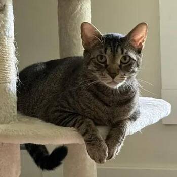 Peppa -  Domestic Short Hair Cat for Adoption in Thomaston, Connecticut - Peppa | PetCurious