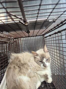 Siamese Cats Available for Adoption in San Antonio, Texas - JILL | PetCurious