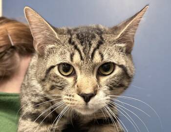 Domestic Short Hair Cats Available for Adoption - Linguine  | PetCurious