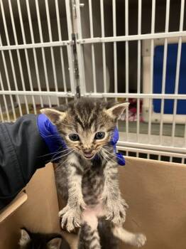 Domestic Short Hair Cats Available for Adoption in Dallas, Texas - BEAST BOY | PetCurious