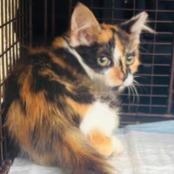 Paisley (26-4036) -  Domestic Medium Hair Cat for Adoption in Gordonsville, Tennessee - Paisley (26-4036) | PetCurious