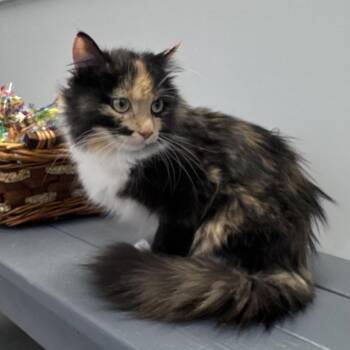 Calico Cats Available for Adoption in East Northport, New York - Chanel | PetCurious