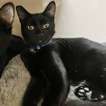 Leonard 54713 -  Domestic Short Hair Cat for Adoption in Las Vegas, Nevada - Leonard 54713 | PetCurious