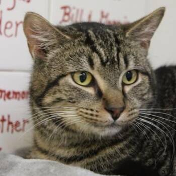 Domestic Short Hair Cats Available for Adoption - Sloan | PetCurious