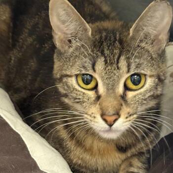 Tiffany -  Domestic Short Hair Cat for Adoption in East Hanover, New Jersey - Tiffany | PetCurious