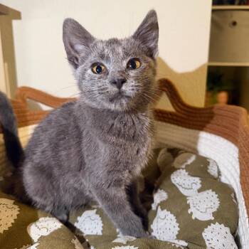Vitamin C--In Foster -  Domestic Short Hair Cat for Adoption in Fargo, North Dakota - Vitamin C--In Foster | PetCurious