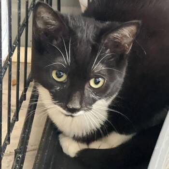 Domestic Short Hair Cats Available for Adoption - Checkers | PetCurious