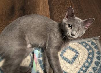 Rescue Domestic Short Hair Cats for Adoption in Brandon, Florida - Jezebel | PetCurious