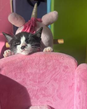 Rescue Domestic Short Hair Cats for Adoption in Powdersville, South Carolina - Hondo (BC) | PetCurious