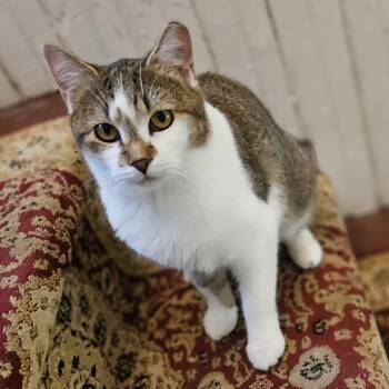 Tabby Cats Available for Adoption - Rodemia | PetCurious