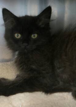 Bonded Family -  Domestic Short Hair Cat for Adoption in Brockton, Massachusetts - Bonded Family | PetCurious