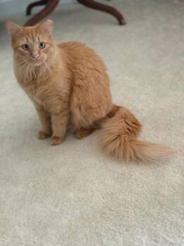Ambrose -  Domestic Medium Hair Cat for Adoption in Herndon, Virginia - Ambrose | PetCurious