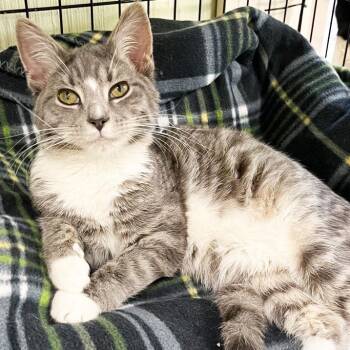 Arden -  Domestic Short Hair Cat for Adoption in Mt. Juliet, Tennessee - Arden | PetCurious
