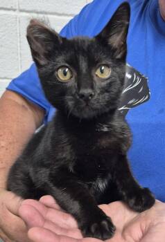 Old Spice -  Domestic Short Hair Cat for Adoption in Morristown, Tennessee - Old Spice | PetCurious