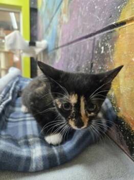 Contigo -  Domestic Short Hair Cat for Adoption in Savannah, Georgia - Contigo | PetCurious