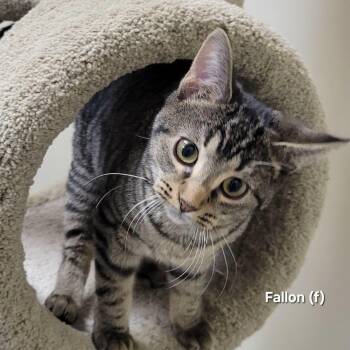 Fallon -  Domestic Short Hair Cat for Adoption in Mazon, Illinois - Fallon | PetCurious