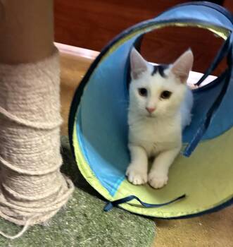 Angelo -  Domestic Short Hair Cat for Adoption in Lambertville, New Jersey - Angelo | PetCurious