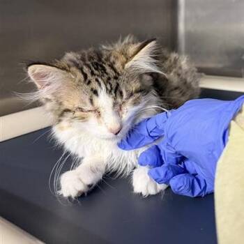 Domestic Medium Hair Cats Available for Adoption in Salt Lake City, Utah - Linton | PetCurious
