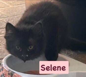 Selene -  Domestic Medium Hair Cat for Adoption in Gerrardstown, West Virginia - Selene | PetCurious