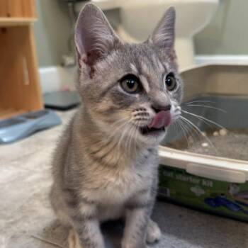 Banzai -  Tabby and Domestic Short Hair Cat for Adoption in Knoxville, Tennessee - Banzai | PetCurious