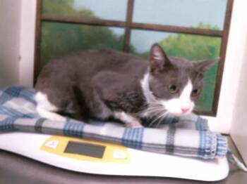 THOMPSON -  Domestic Short Hair Cat for Adoption in Houston, Texas - THOMPSON | PetCurious
