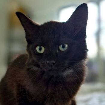Baguette -  Domestic Medium Hair Cat for Adoption in Chapel Hill, North Carolina - Baguette | PetCurious