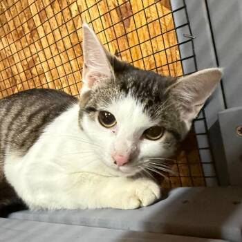 Piglet (The Forgotten) -  Domestic Short Hair Cat for Adoption in Lancaster, Ohio - Piglet (The Forgotten) | PetCurious