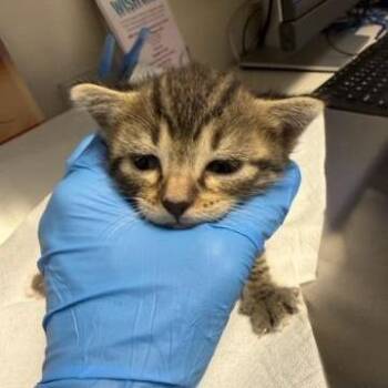 Gin -  Domestic Short Hair Cat for Adoption in West Palm Beach, Florida - Gin | PetCurious