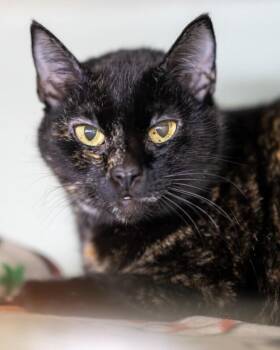 Domestic Short Hair Cats Available for Adoption in Arlington, Washington - Robin | PetCurious