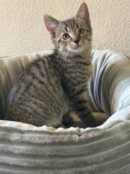 Deran -  Domestic Short Hair Cat Available for Adoption in Mission Viejo, California - Deran | PetCurious