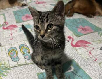 Gurl -  Domestic Short Hair Cat for Adoption in Columbus, Indiana - Gurl | PetCurious