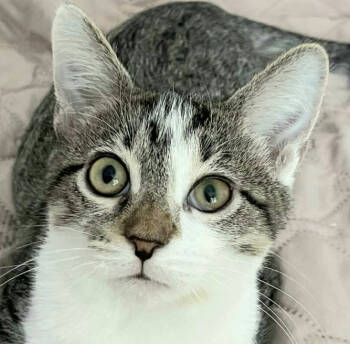 Rescue Domestic Short Hair Cats for Adoption in Chicago, Illinois - Valerie | PetCurious