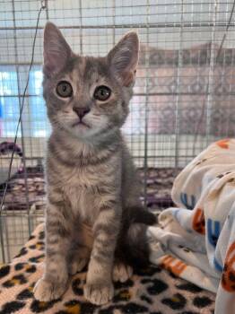 Flora -  Domestic Short Hair Cat for Adoption in Mcpherson, Kansas - Flora | PetCurious