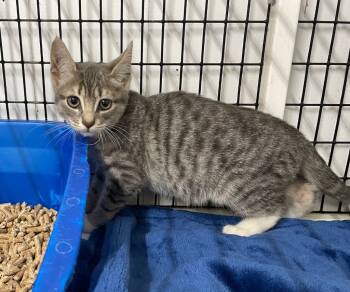 Rescue Domestic Short Hair Cats for Adoption in Trenton, New Jersey - Cumberland Kitten 2 | PetCurious