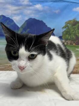 Moon -  Domestic Short Hair Cat for Adoption in San Antonio, Texas - Moon | PetCurious