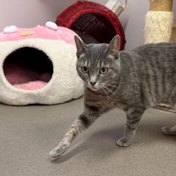 Domestic Short Hair Cats Available for Adoption in Middlebury, Vermont - Sassy | PetCurious