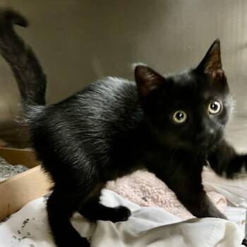 COCOA PUFFS -  Domestic Short Hair Cat for Adoption in St. Louis, Missouri - COCOA PUFFS | PetCurious