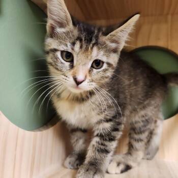 Mrs. Puff -  Domestic Short Hair Cat for Adoption in Liberty, Missouri - Mrs. Puff | PetCurious