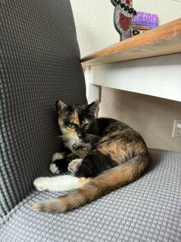 Rescue Calico and Domestic Short Hair Cats for Adoption in Antioch, California - Tina | PetCurious