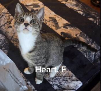 Heart -  Domestic Short Hair Cat for Adoption in Shrewsbury, Massachusetts - Heart | PetCurious