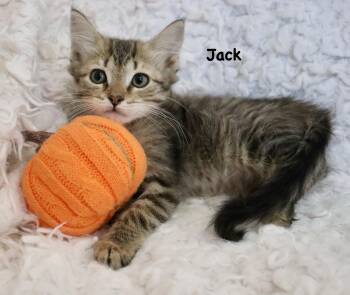 Rescue Tabby Cats for Adoption in St. Augustine, Florida - Jack | PetCurious