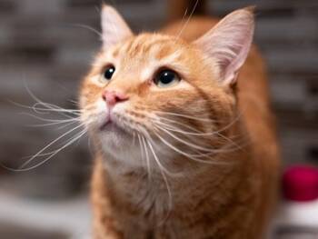 WINTER -  Domestic Short Hair Cat for Adoption in Palo Alto, California - WINTER | PetCurious