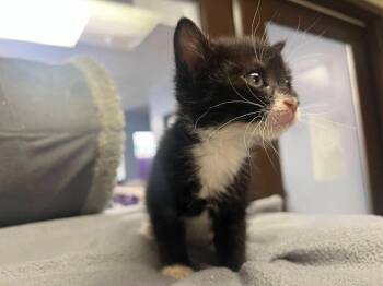 Gracie -  Domestic Short Hair Cat for Adoption in Lovingston, Virginia - Gracie | PetCurious