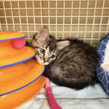 Domestic Short Hair Cats Available for Adoption in Honolulu, Hawaii - Caesar | PetCurious