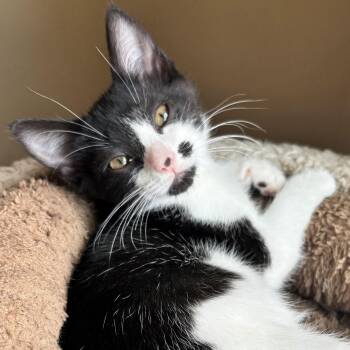 Bree -  Domestic Short Hair and Tuxedo Cat for Adoption in Wilsonville, Oregon - Bree | PetCurious