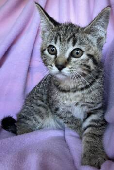Samosa -  Bengal and Tabby Cat for Adoption in Hood River, Oregon - Samosa | PetCurious